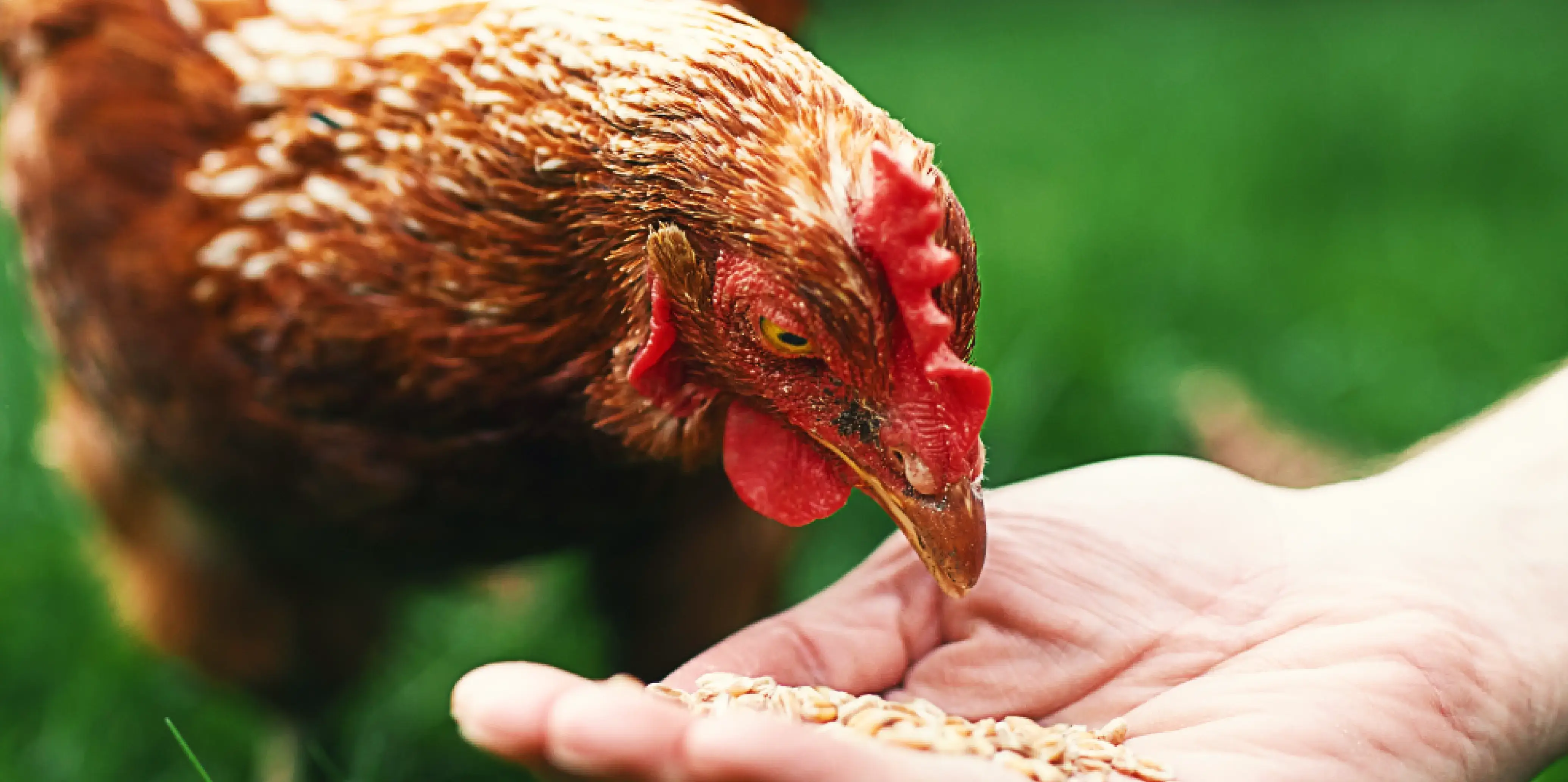 Hodowla drobiu – kluczowe aspekty i odpowiednie żywienie niosek